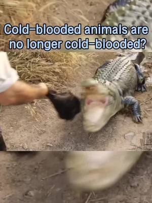 A post by @tigerking123go on TikTok caption: Cold-blooded animals are no longer cold-blooded?#crocodile #wildlife #wildlifelover #tiktok #fyp