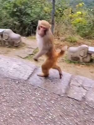 A post by @jammonkey on TikTok caption: #CapCut #monkey