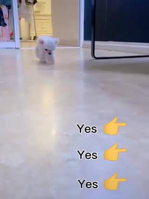 A post by @afunnypet on TikTok caption: #cutepuppy #doggy