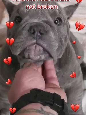 A post by @petlove.bully on TikTok caption: Can you find❤️? #bully #bullydogs #americanbully #fyp #foryou #foryoupage #foru #pet #petlover #puppy #dog #doggy #cute  #xyzbca #fypシ #tiktokdogs