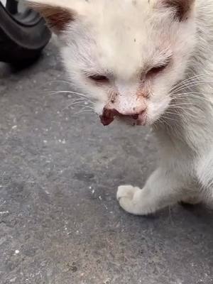 A post by @petvibess on TikTok caption: 🥺🥺🥺#poor #cat #fyp #foryou #foryoupage