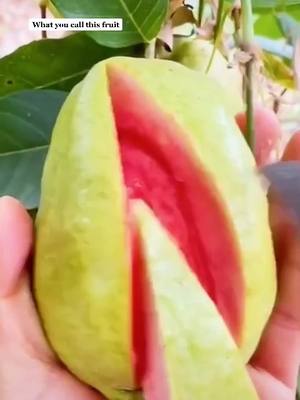 A post by @fruit_lover100 on TikTok caption: #guava #fruit #peyara #share #fyp #bdmuser #usabangladeshi #buffalobangladeshi #bangladeshtiktok #tiktokbangladesh #OutPizzaTheHut #LoveStory