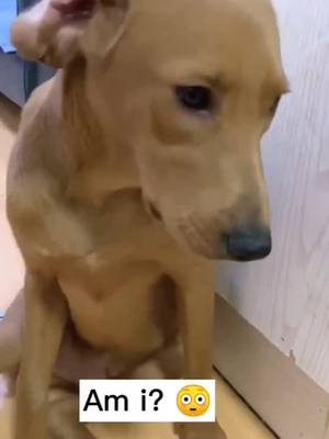 A post by @clee58534 on TikTok caption: #greenscreenvideo #pet #pets #PetsOfTikTok #dog #dogs @petslovely3