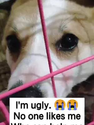 A post by @sttk480 on TikTok caption: 😭😭#fyp #dog #foryou #pet #foryoupage #helpme