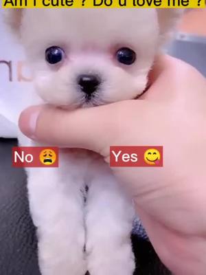 A post by @afunnypet on TikTok caption: Am I ?#cutepuppy #doggy