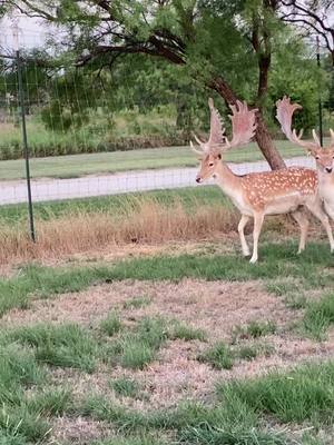 A post by @buster.thompson1 on TikTok caption: 4T Whitetails & Exotics