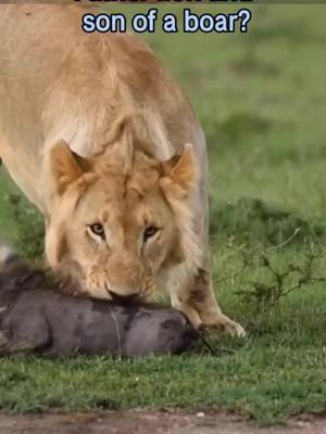 A post by @tigerking123go on TikTok caption: Father lion and son of a boar? #lion #boar #wildlife #wildanimals #fyp