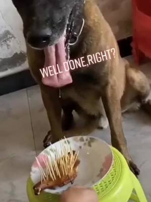 A post by @kaylee.cata on TikTok caption: #dogs #pets #foryoupage