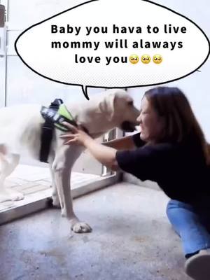 A post by @dogtuck on TikTok caption: Earthquake, will you let the dog go first?#greenscreenvideo #MerryBOSSmas #fyp #pet #dog #foryou