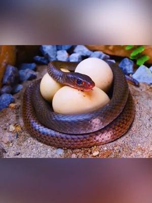 A post by @arrogant0o4 on TikTok caption: #fyp #funnyvideos #foryou #Snake