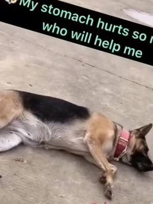 A post by @kaylee.cata on TikTok caption: #dogs #dogsavelife so sad!