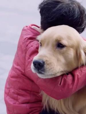 A post by @doggie__0 on TikTok caption: Am I doing it right🥺💕#fyp #goldenretriever #foryoupage