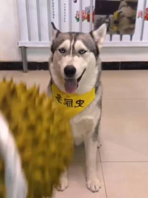 A post by @dogtuck on TikTok caption: Do you dare to pick up the durian?🧐🧐🧐#CapCut #fyp #pet #dog #funnydog