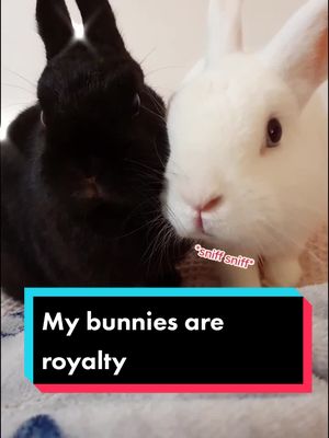 A post by @fahema.bassett on TikTok caption: Just for you! @kully110 My buns are royalty & rule the house🙃 #bunny #rabbit #pet #asian #bengali #revert #islam #hijabi #animal #petlover #fyp #cute