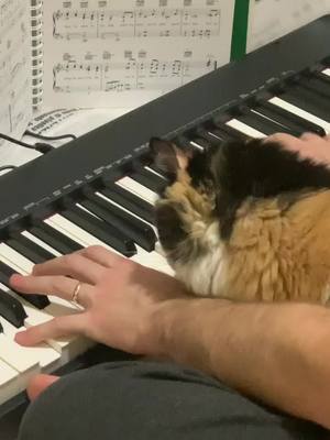 A post by @fluffandpudge on TikTok caption: #fyp #chonkycat #catsoftiktok #catsofnyc #catpiano