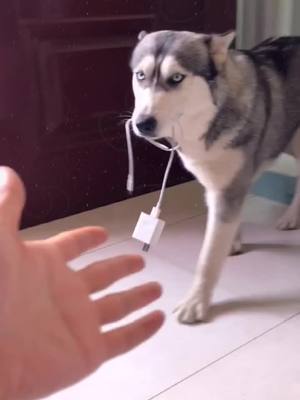 A post by @dogtuck on TikTok caption: Do you know how many times the dog took something?#petlover #dog #doggy #foryou #fyp