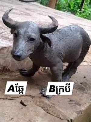 A post by @vin__love__1m___1111__ on TikTok caption: Aឆែ្ត😝🤣____Bក្របី😡🤣___ @123ah____li