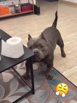 A post by @petlove.bully on TikTok caption: Hey!Look at me👁 #bully #americanbully #fyp #foryou #foryoupage #foru #foryourpage #pet #petlover #dog #doggy #puppy