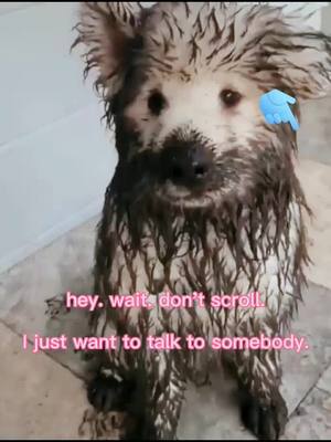 A post by @funnyydog on TikTok caption: A bad day. #fry #foryou #dog #putty