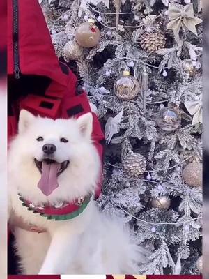 A post by @cutepetttttt on TikTok caption: Look at its ears#petlover #pets #pet #fu #fyp #foryou #PetsOfTikTok #animalsoftiktok #dogs #dog #fy #animals #christmas