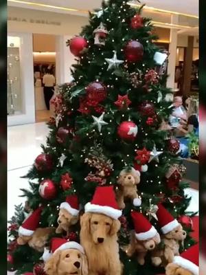 A post by @cutepetttttt on TikTok caption: #christmas #animals #fy #dog #dogs #animalsoftiktok #PetsOfTikTok #foryou #fyp #fu #pet #pets #petvlog