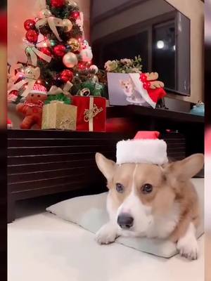 A post by @cutepetttttt on TikTok caption: #animals #fy #dog #dogs #christmas #animalsoftiktok #PetsOfTikTok #foryou #fyp #fu #petvlog #pet #pets