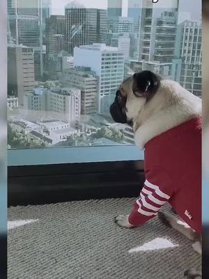 A post by @cutepetttttt on TikTok caption: #petlover #animals #christmas #fy #animalsoftiktok #fu #petvlog #pets #pet #fyp #foryou #PetsOfTikTok #dogs #dog #lonely #lonelychristmas