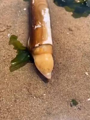 A post by @taobeachshoes on TikTok caption: The first time I have seen razor clam poking out its head #razorclam #catearsnail #crab #ocean #fyp #foryou #foryoupage #fun