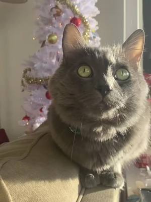 A post by @mikeymoments on TikTok caption: 🌈 +🎄 :) #fyp #foryou #catsoftiktok #cats #WrappingGifts