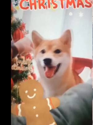 A post by @sttk480 on TikTok caption: 與 @timmiss98168 #合拍 Merry Christmas 🎄 🎁 #fyp #foryoupage #foryou #tiktokanimals #tiktok #christmas #christmasvibes #dog #lovemydog #dogsoftiktok