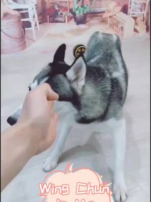 A post by @lijiu32 on TikTok caption: After all, the two dogs lost to Wing Chun.#foryou #tiktok#pet #adorable #adorablepet