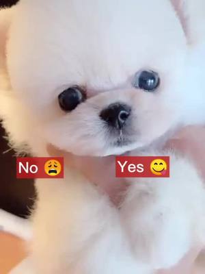 A post by @afunnypet on TikTok caption: Do u love me?#boostyourmood #boo #positions #wildanimals #perfectgift #cutepuppy