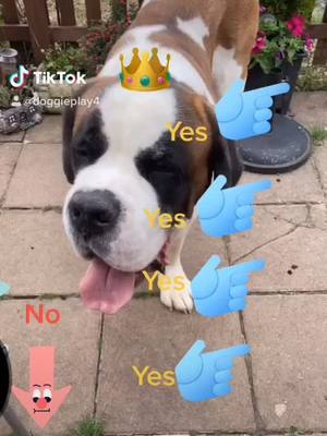 A post by @doggieplay4 on TikTok caption: Thx for all the support posting more regularly now #doggieplay4 #YearOnTikTok #bigdogs #frank this is our most viewed tiktok please like it and follow