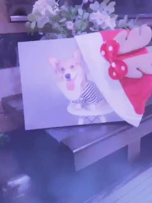 A post by @marry120120 on TikTok caption: #wrappinggifts #lovedogs #pet