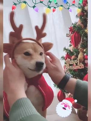 A post by @cutepetttttt on TikTok caption: #winter #animals #fy #dog #dogs #PetsOfTikTok #foryou #fyp #pet #pets #petvlog #animalsoftiktok #petlover #christmas