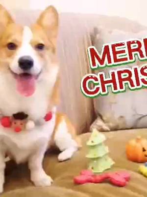 A post by @sttk480 on TikTok caption: Christmas is coming let’s me give you a show 🎄❤️🎁#foryou #foryou #tiktokanimals #tiktok #christmas #lovemeydog #foryoupage #doggy #merrychristmas