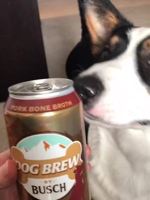 A post by @harvey_says_hey on TikTok caption: ⚠️ THIS DOES NOT CONTAIN ALCOHOL. NEVER GIVE YOUR DOG ALCOHOL #corgi #doggo #dogsoftiktok #christmas