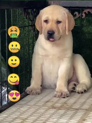 A post by @doggieloving on TikTok caption: #fyp #puppy #dog #doglove #puppylove #pet