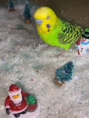 A post by @palaktheparakeet on TikTok caption: Happy Holidays from Palak ❄️🎅🏽💚#palak#tiktok#holidays#santa#fyp#birdsoftiktok#animals#budgiesoftiktok#parakeet#fypp#foryou#foryoup#fypp#tree#budgie