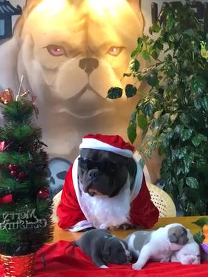 A post by @dogowner520 on TikTok caption: Meery Christmas 🎄!!!#dog #cute #merrychristmas