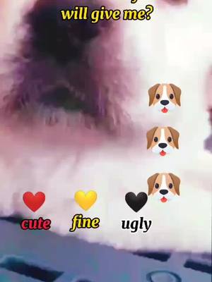 A post by @wisher369 on TikTok caption: Which color of love will give me?#dog #dogs #foryou #fyp #dogsoftiktok #lovestory #foryou #CapCut