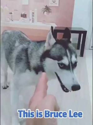 A post by @lijiu32 on TikTok caption: The second paragraph, funny dog daily.#Christmas2020 #pet #adorablepet #tiktok #cutpet #foryou