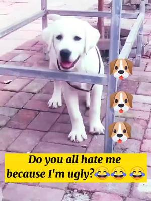 A post by @wisher369 on TikTok caption: Do you all hate me because I'm ugly?😂😂 😂#dog #dogs #foryou #fyp #dogsoftiktok #lovestory #foryou #CapCut