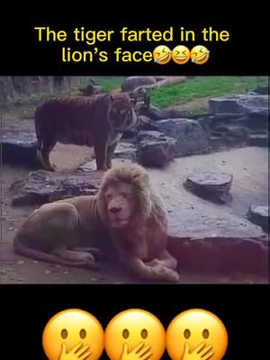 A post by @petby0 on TikTok caption: Wait till the end🤣#foryou #fyp #animals #fypシ