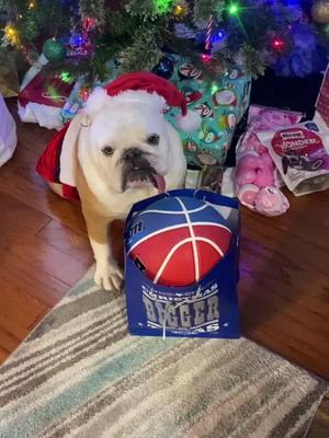 A post by @ridleybulldog on TikTok caption: #fyp #Christmas2020 #dogsoftiktok #bulldogs