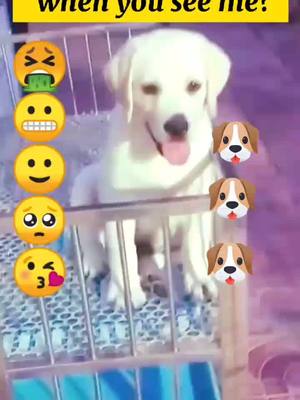 A post by @wisher369 on TikTok caption: What face do u think when you see me?#dog #dogs #foryou #fyp #dogsoftiktok #lovestory #foryou #CapCut