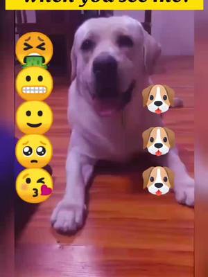 A post by @wisher369 on TikTok caption: What face do u think when you see me?#dog #dogs #foryou #fyp #dogsoftiktok #lovestory #foryou #CapCut