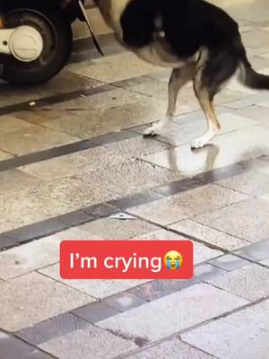 A post by @pety9001 on TikTok caption: #dog #sad #foryoupage