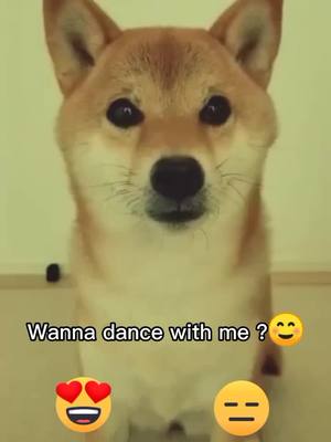 A post by @lucky_pettttty on TikTok caption: Im a DJ ...😎#cute #puppy #dogoftiktok #shibainu #foryou #foryoupage #fyp