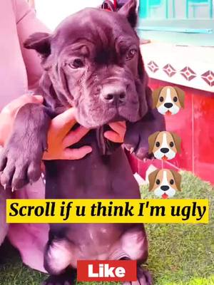 A post by @wisher369 on TikTok caption: Just scroll if u hate me. I understand😞😞😞#foryou #dog #dogsoftiktok #dogs#pet#dogs